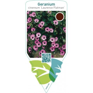 Geranium cinereum ‘Laurence Flatman’