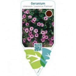 Geranium cinereum ‘Laurence Flatman’