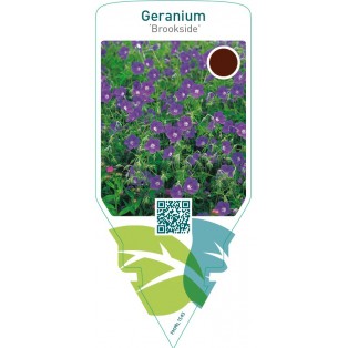 Geranium ‘Brookside’