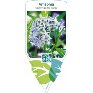 Amsonia tabernaemontana