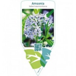 Amsonia tabernaemontana