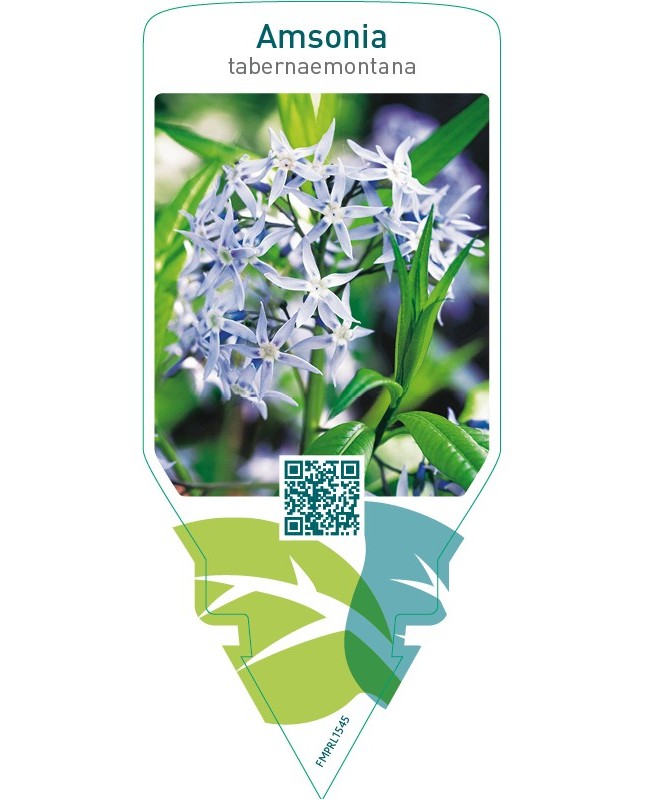 Amsonia tabernaemontana