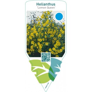 Helianthus ‘Lemon Queen’