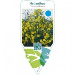 Helianthus ‘Lemon Queen’