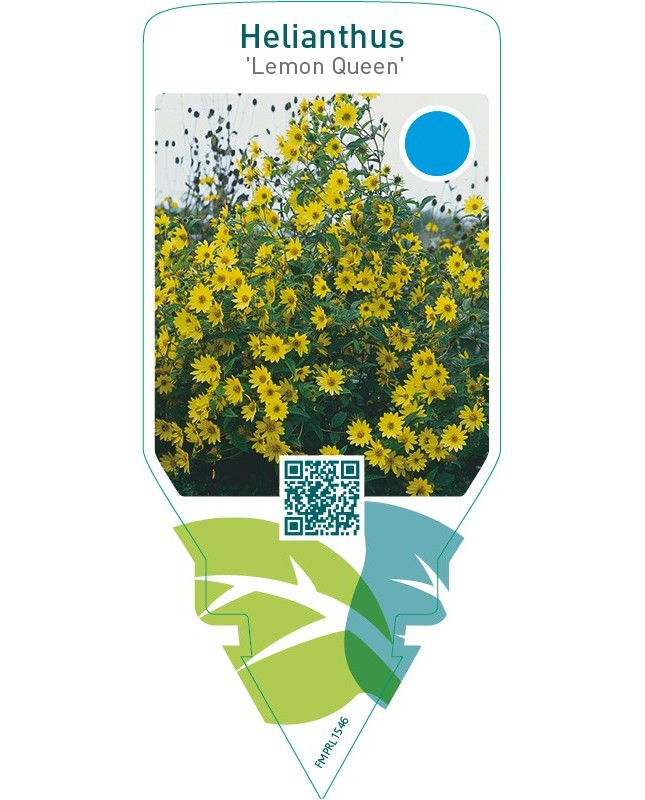 Helianthus ‘Lemon Queen’