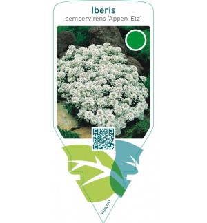 Iberis sempervirens ‘Appen-Etz’