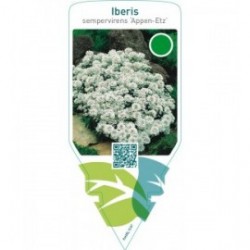 Iberis sempervirens ‘Appen-Etz’