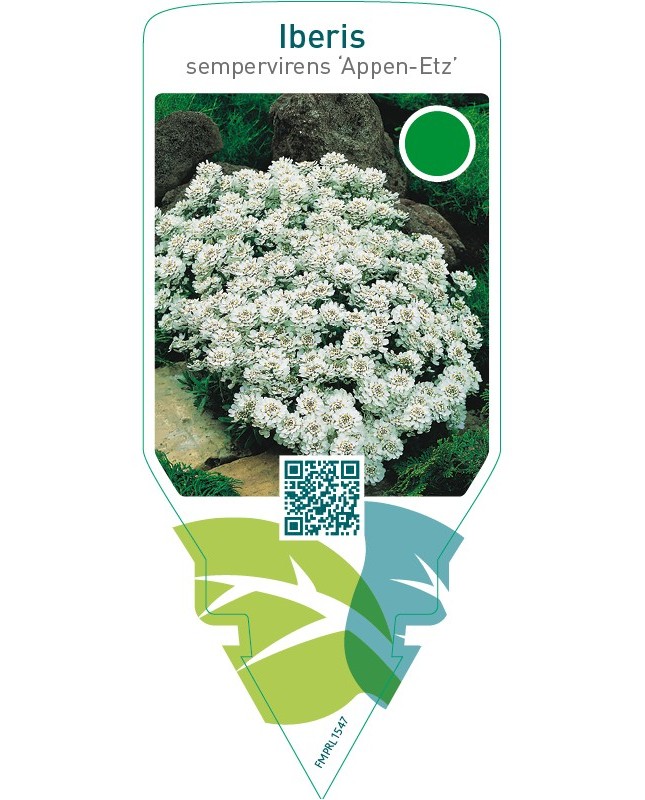 Iberis sempervirens ‘Appen-Etz’