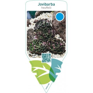 Jovibarba heuffelii