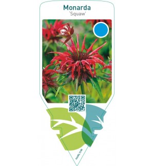 Monarda ‘Squaw’