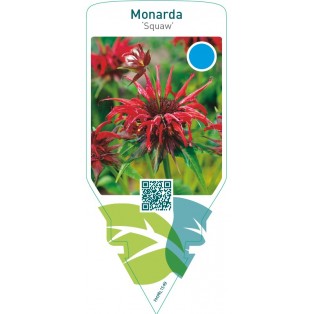 Monarda ‘Squaw’