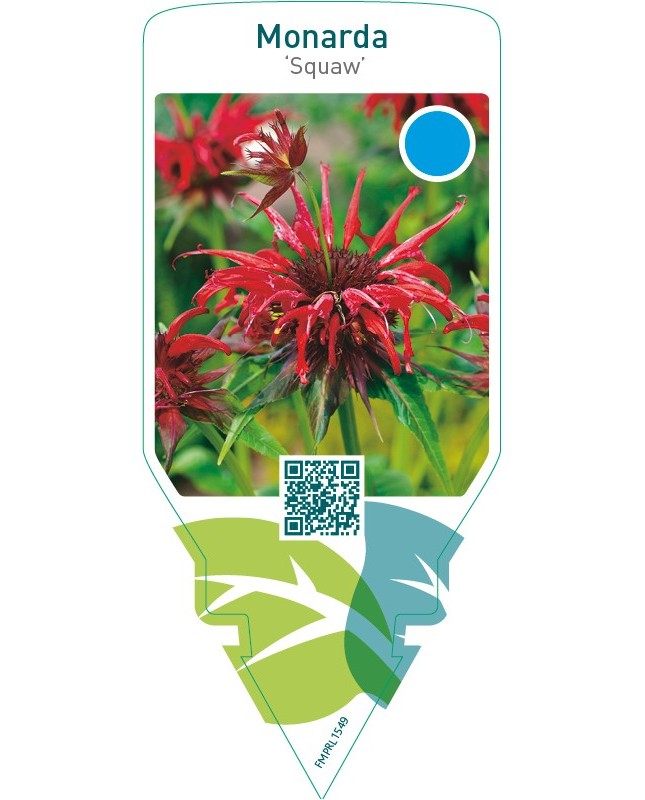 Monarda ‘Squaw’