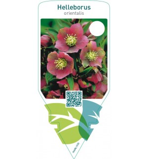 Helleborus orientalis