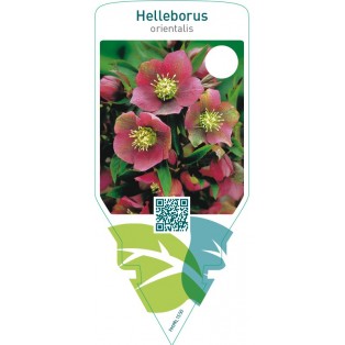 Helleborus orientalis