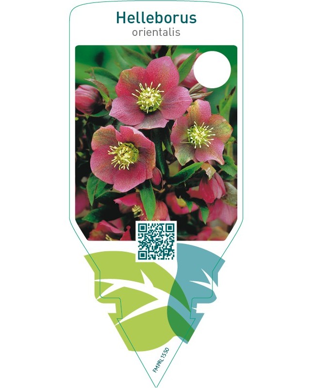 Helleborus orientalis