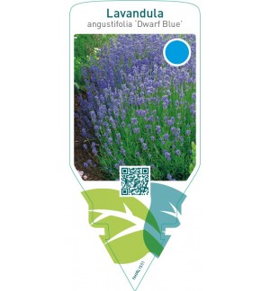 Lavandula angustifolia ‘Dwarf Blue’