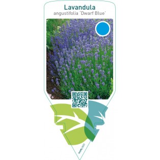Lavandula angustifolia ‘Dwarf Blue’