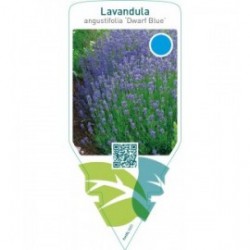 Lavandula angustifolia ‘Dwarf Blue’