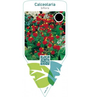 Calceolaria biflora  red