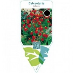 Calceolaria biflora  red