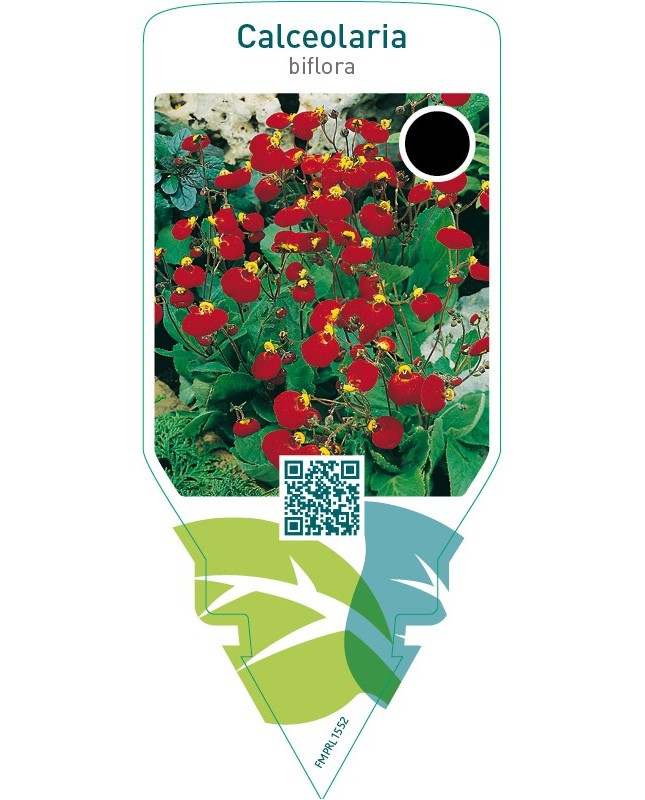 Calceolaria biflora  red
