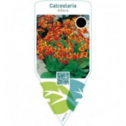 Calceolaria biflora  orange