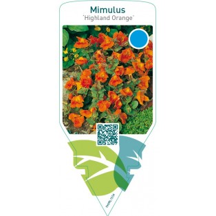 Mimulus ‘Highland Orange’