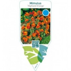 Mimulus ‘Highland Orange’