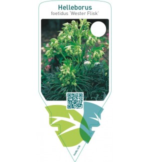 Helleborus foetidus ‘Wester Flisk’
