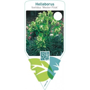 Helleborus foetidus ‘Wester Flisk’