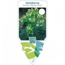 Helleborus foetidus ‘Wester Flisk’