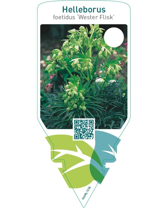 Helleborus foetidus ‘Wester Flisk’