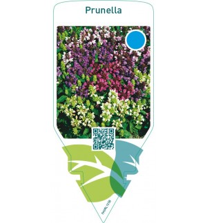 Prunella  mix