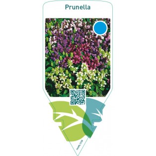 Prunella  mix