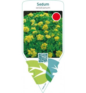 Sedum selskianum