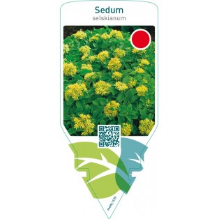 Sedum selskianum