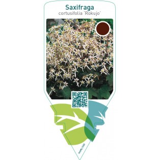 Saxifraga cortusifolia ‘Rokujo’