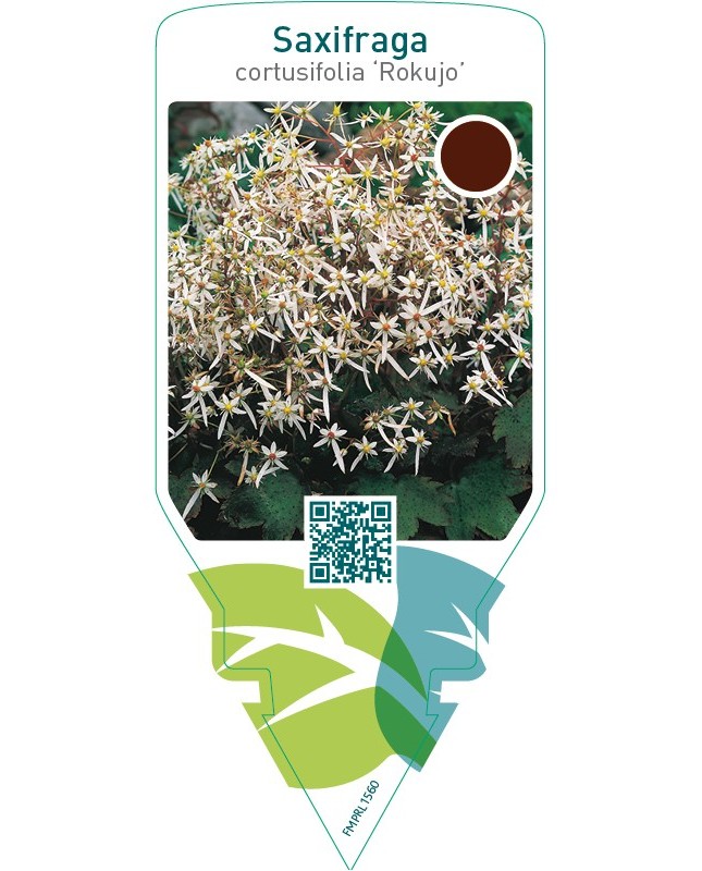 Saxifraga cortusifolia ‘Rokujo’