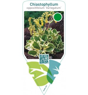 Chiastophyllum oppositifolium ‘Variegatum’