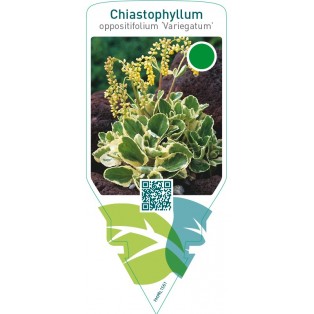 Chiastophyllum oppositifolium ‘Variegatum’