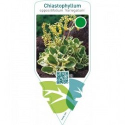 Chiastophyllum oppositifolium ‘Variegatum’