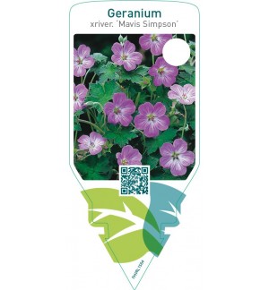 Geranium riversleaianum ‘Mavis Simpson’