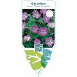 Geranium riversleaianum ‘Mavis Simpson’