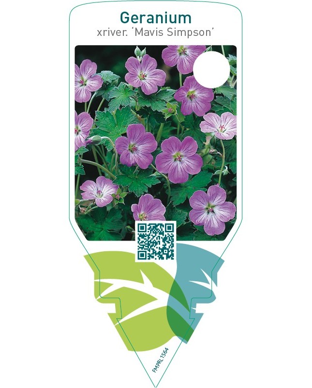 Geranium riversleaianum ‘Mavis Simpson’