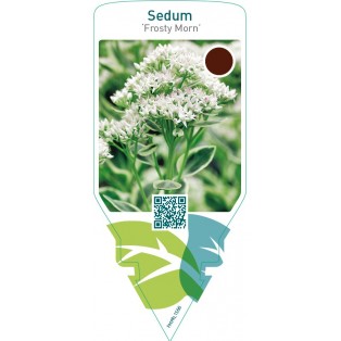 Sedum ‘Frosty Morn’