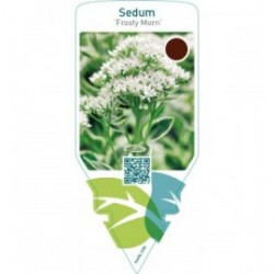 Sedum ‘Frosty Morn’