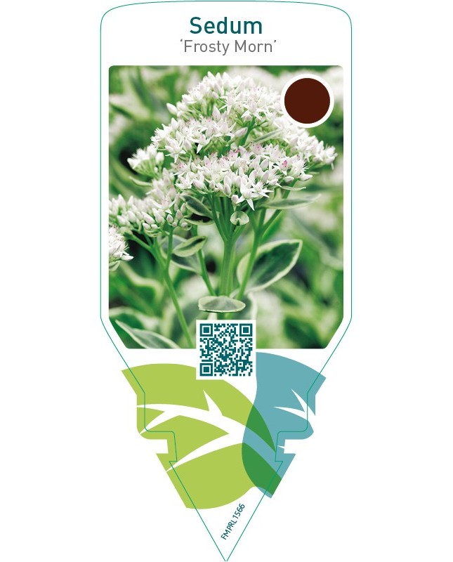 Sedum ‘Frosty Morn’