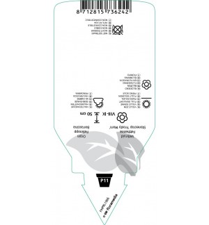 Etichette di Sedum ‘Frosty Morn’ *