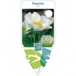 Paeonia (L)  white