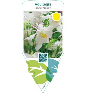 Aquilegia ‘Silver Queen’